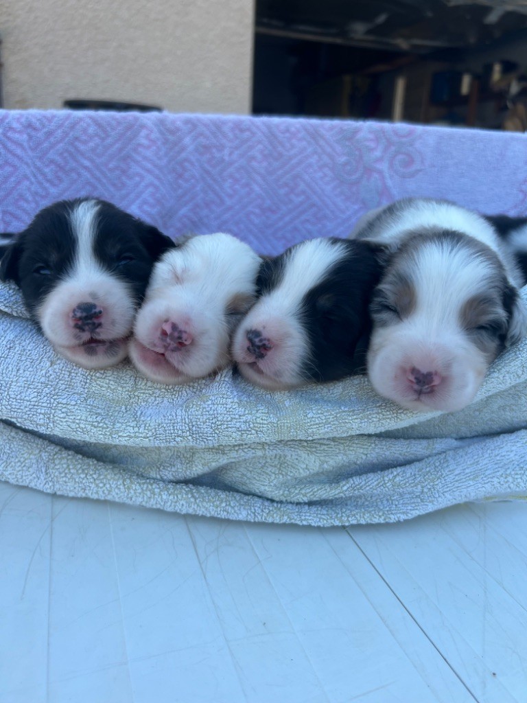 chiot Berger Australien De La Tribu Des Héros